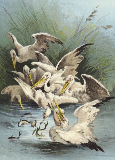 Pellicani che si nutrono (cromolitografia) da Hector Giacomelli