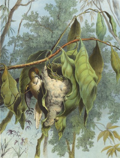 Uccello sarto (cromolitografia) da Hector Giacomelli