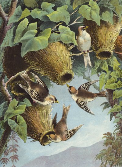 Uccello tessitore (cromolitografia) da Hector Giacomelli