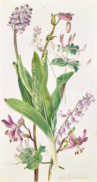 Cappello di turco, orchidea, caprifoglio da Heinrich Carl Schubert