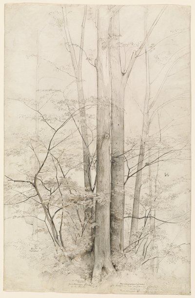 Un gruppo di alberi da Heinrich Dreber