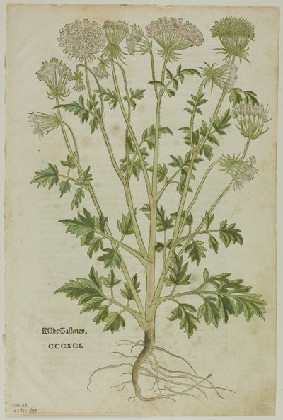 Foglio dal Nuovo Kreuterbuch di Leonhart Fuchs, tavola 97 da Xilografie dai Libri del XVI Secolo da Heinrich Füllmaurer