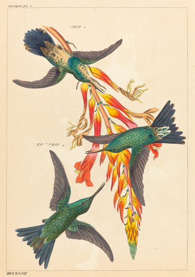 Tre colibrì con pianta da Heinrich Gottlieb Ludwig Reichenbach