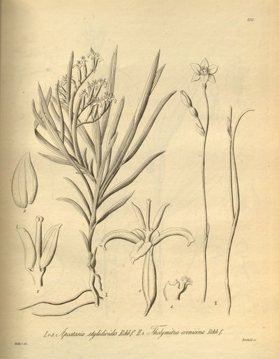 Apostasia wallichii (come Apostasia stylidioides) - Thelymitra cornicina da Heinrich Gustav Reichenbach