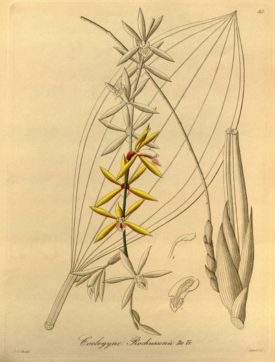 Coelogyne rochussenii da Heinrich Gustav Reichenbach