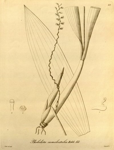 Illustrazione di Pholidota camelostalix da Heinrich Gustav Reichenbach