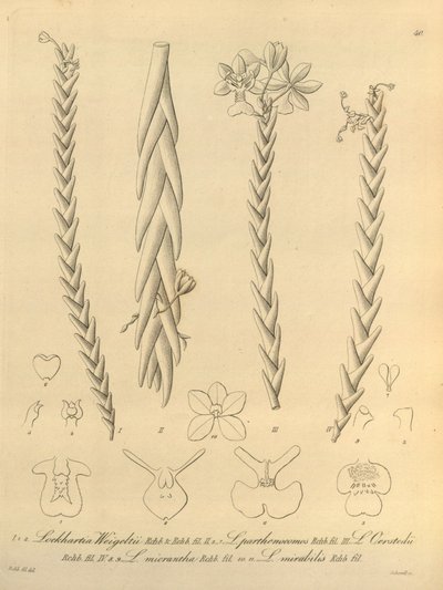 Lockhartia - Xenia vol 1 (1858) fig 40 da Heinrich Gustav Reichenbach