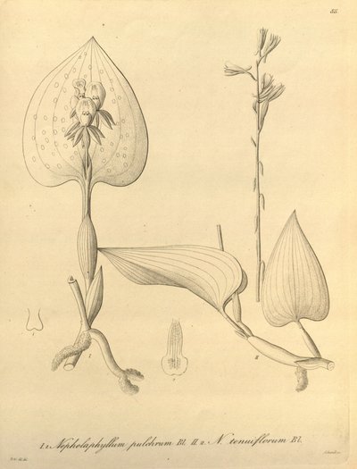 Questo file proviene dalla Biblioteca della Biodiversità ed è disponibile online su biodiversitylibrary.org/page/696488 da Heinrich Gustav Reichenbach