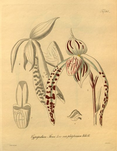 Questo file proviene dalla Biblioteca della Biodiversità ed è disponibile online su biodiversitylibrary.org/page/698357 da Heinrich Gustav Reichenbach