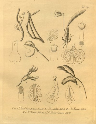 Questo file proviene dalla Biblioteca della Biodiversità ed è disponibile online su biodiversitylibrary.org/page/698365 da Heinrich Gustav Reichenbach