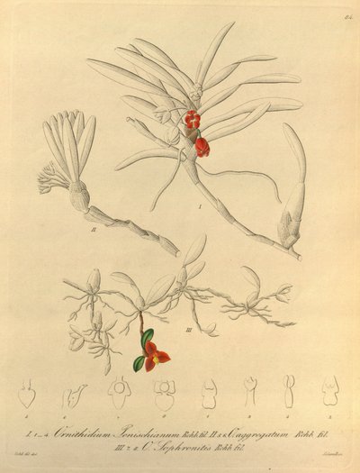 Questo file proviene dalla Biblioteca della Biodiversità ed è disponibile online su biodiversitylibrary.org/page/696484 da Heinrich Gustav Reichenbach