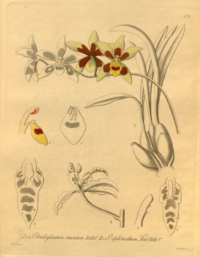 Questo file proviene dalla Biblioteca della Biodiversità ed è disponibile online su biodiversitylibrary.org/page/698370 da Heinrich Gustav Reichenbach