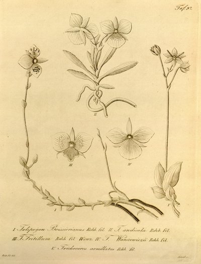 Questo file proviene dalla Biblioteca della Biodiversità ed è disponibile online su biodiversitylibrary.org/page/696497 da Heinrich Gustav Reichenbach