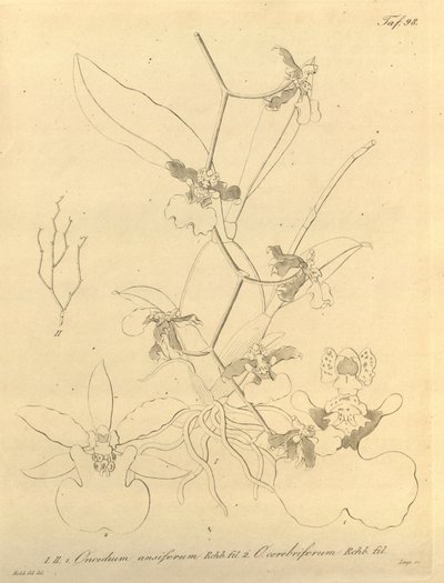 Questo file proviene dalla Biblioteca del Patrimonio della Biodiversità ed è disponibile online su biodiversitylibrary.org/page/696498 da Heinrich Gustav Reichenbach