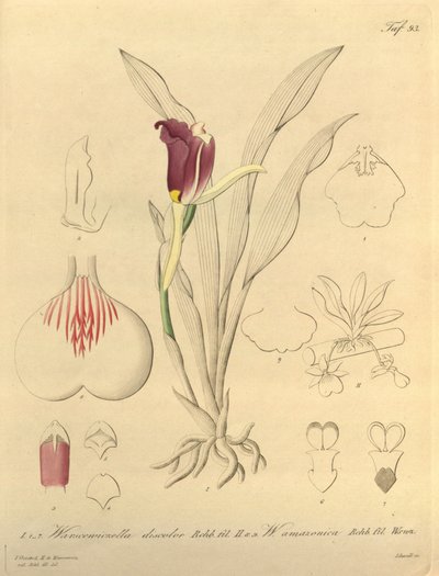 Questo file proviene dalla Biblioteca del Patrimonio della Biodiversità ed è disponibile online su biodiversitylibrary.org/page/696493 da Heinrich Gustav Reichenbach