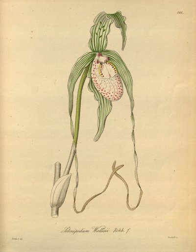 Questo file proviene dalla Biblioteca della Biodiversità ed è disponibile online su biodiversitylibrary.org/page/698377 da Heinrich Gustav Reichenbach