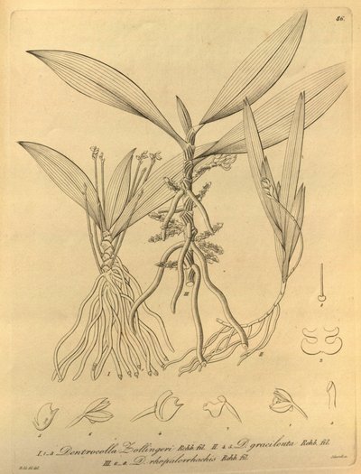 Questo file proviene dalla Biblioteca del Patrimonio della Biodiversità da Heinrich Gustav Reichenbach