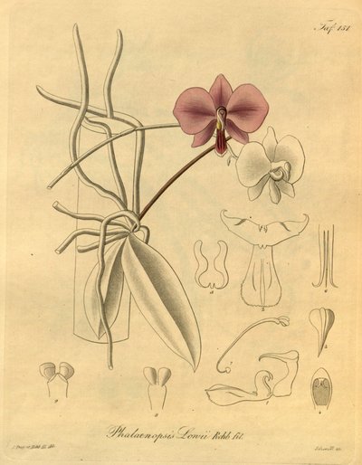 Questo file proviene dalla Biblioteca del Patrimonio della Biodiversità da Heinrich Gustav Reichenbach