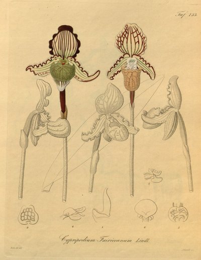 Questo file proviene dalla Biblioteca della Biodiversità ed è disponibile online su biodiversitylibrary.org/page/698329 da Heinrich Gustav Reichenbach