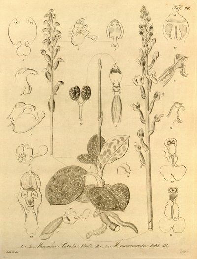 Questo file proviene dalla Biblioteca della Biodiversità da Heinrich Gustav Reichenbach