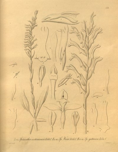 Questo file proviene dalla Biblioteca della Biodiversità ed è disponibile online su biodiversitylibrary.org/page/698375 da Heinrich Gustav Reichenbach