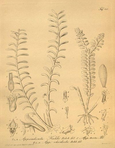 Illustrazioni di Appendicula kuhlii da Heinrich Gustav Reichenbach
