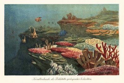 Antiche barriere coralline sul fondo dell