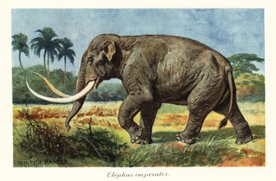 Mammut colombiano, specie estinta di mammut, Pleistocene (stampa) da Heinrich Harder