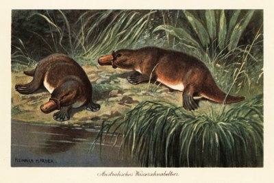 Ornitorinco, Ornithorhynchus anatinus, su una riva del fiume da Heinrich Harder