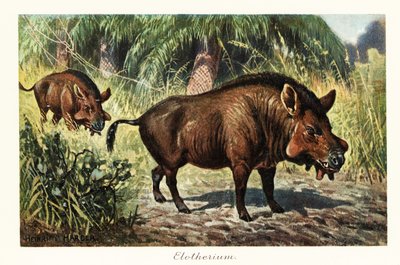 Entelodon, genere estinto di entelodonti artiodattili (stampa) da Heinrich Harder