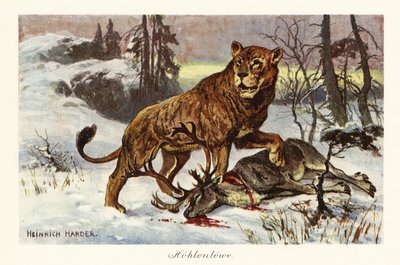 Leone delle caverne eurasiatico, Panthera spelaea (stampa) da Heinrich Harder