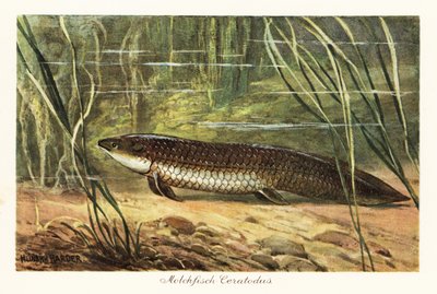 Ceratodus latissimus estinto tra le canne sul fondo dell