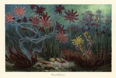 Gigli di mare estinti o crinoidi, Crinoidea, sul fondo del mare, 1908 da Heinrich Harder