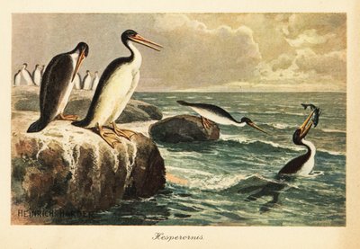 Hesperornis regalis, uccello estinto incapace di volare, Cretaceo da Heinrich Harder