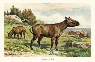 Hyracodon, genere estinto di mammifero simile a un pony, Oligocene (stampa) da Heinrich Harder