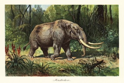 Mastodonte del genere estinto Mammuthus, 1908 da Heinrich Harder