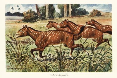 Mesohippus, genere estinto di cavallo primitivo, 1908 da Heinrich Harder