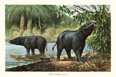 Moeritherium, genere estinto di proboscidati dell