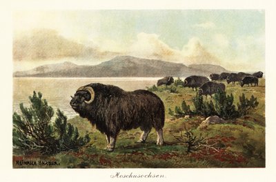 Bue muschiato, Ovibos moschatus da Heinrich Harder