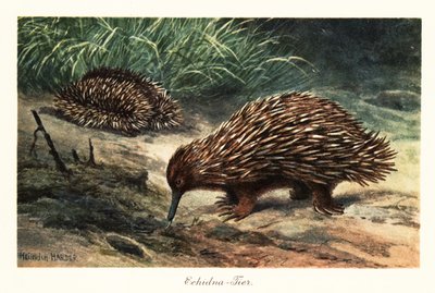 Echidna a becco corto, Tachyglossus aculeatus, in cerca di cibo da Heinrich Harder