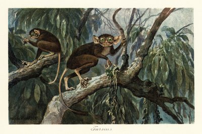 Tarsius, genere di primati aplorrini di tarsi, 1908 da Heinrich Harder