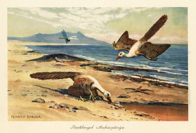 Due Archeopteryx che foraggiano sulla riva da Heinrich Harder