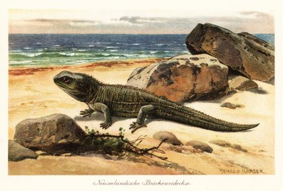 Tuatara vulnerabile, Sphenodon punctatus, sulla riva da Heinrich Harder