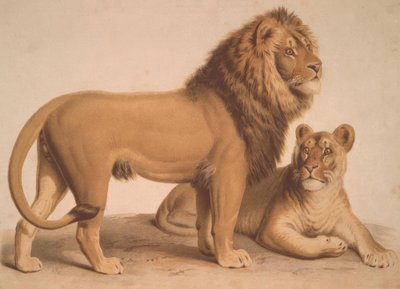 Il leone da Heinrich Leutemann