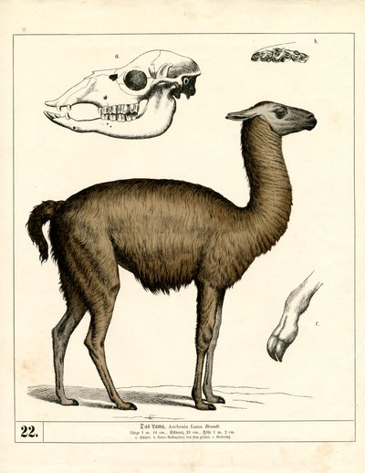  da Heinrich Leutemann