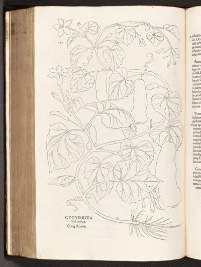 BT3.26.5 p.370 Zucchina, illustrazione da De historia stirpium commentarii insignes di Leonhart Fuchs, 1542 da Heinrich and Meyer, Albert Fullmaurer