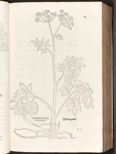 Angelica selvatica, illustrazione da De historia stirpium commentarii insignes di Leonhart Fuchs, 1542 da Heinrich and Meyer, Albert Fullmaurer