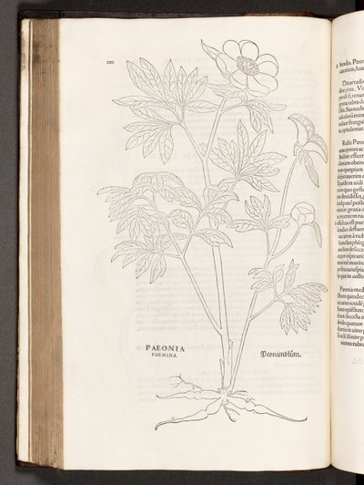 Peonia, illustrazione da De historia stirpium commentarii insignes di Leonhart Fuchs, 1542 da Heinrich and Meyer, Albert Fullmaurer