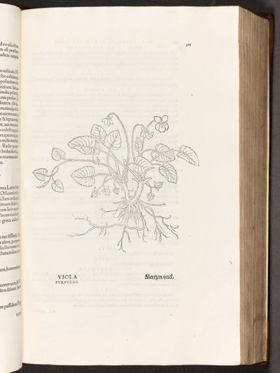 BT3.267.5 p.311 Viola, illustrazione da De historia stirpium commentarii insignes di Leonhart Fuchs, 1542 da Heinrich and Meyer, Albert Fullmaurer