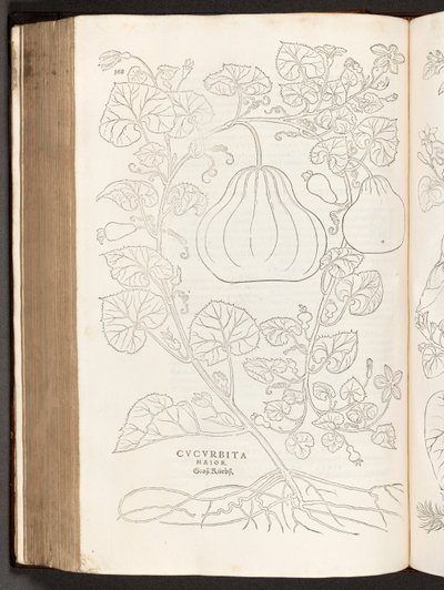 BT3.267.5 p.368 Zucca, illustrazione da De historia stirpium commentarii insignes di Leonhart Fuchs, 1542 da Heinrich and Meyer, Albert Fullmaurer